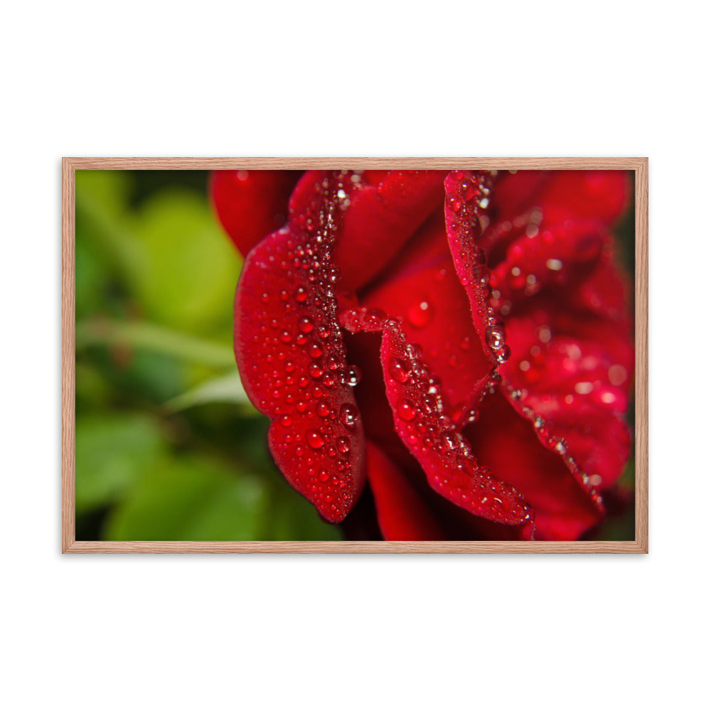 Bold and Beautiful Floral Nature Photo Framed Wall Art Print