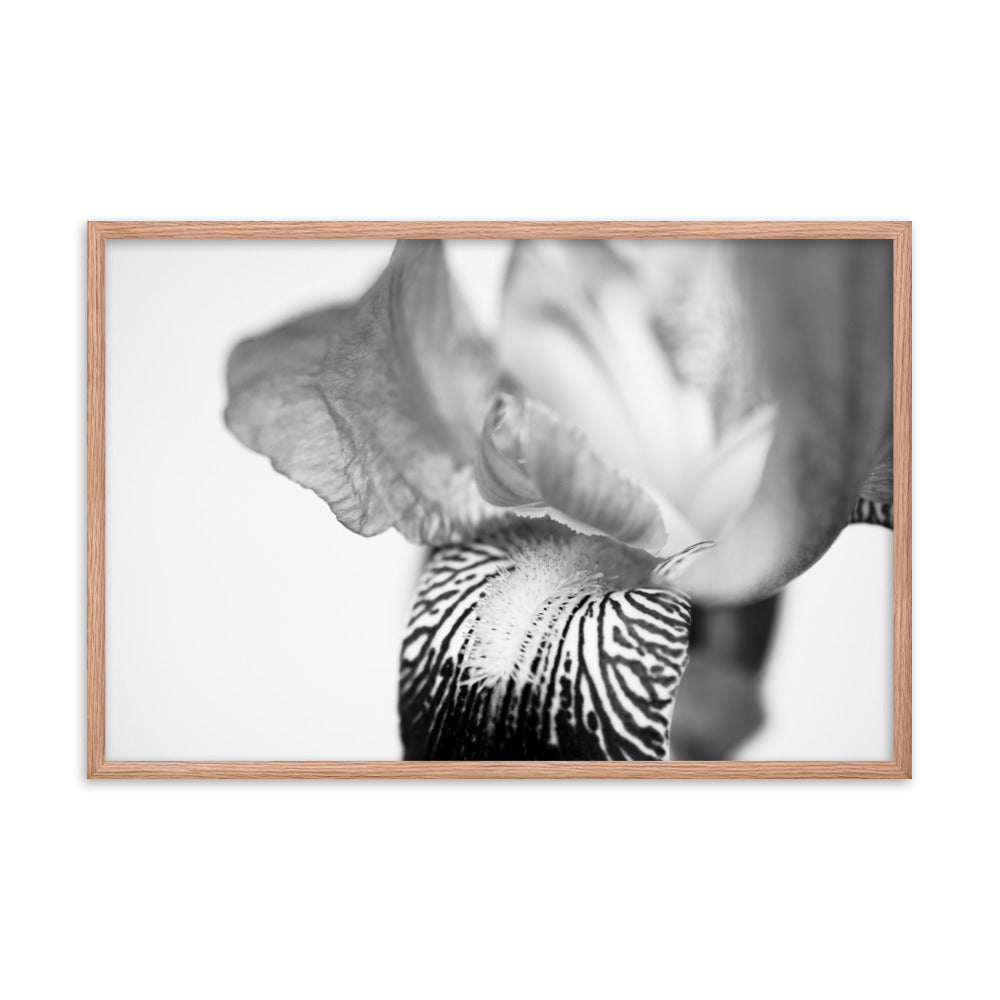 Bold Iris on White Black and White Floral Nature Photo Framed Wall Art Print