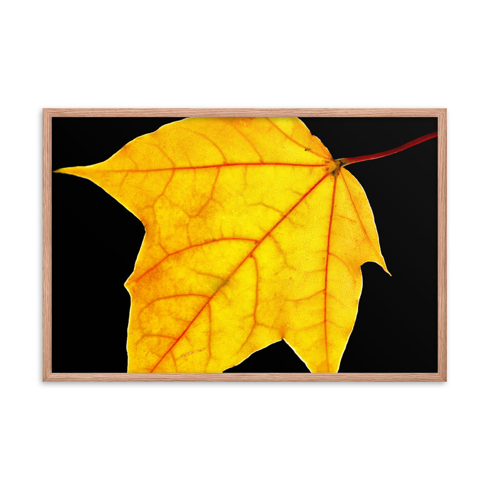 Brilliant Yellow Botanical Nature Photo Framed Wall Art Print