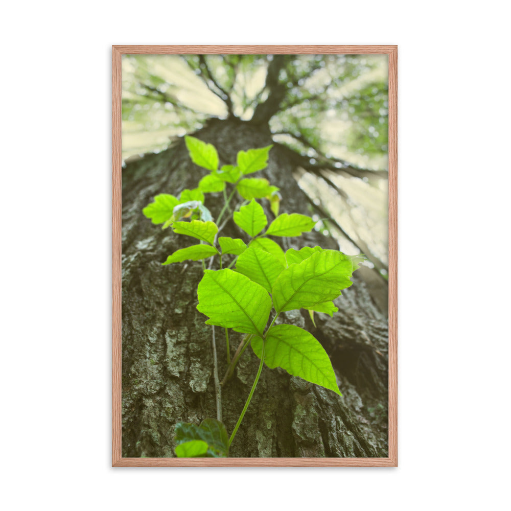 Climbing The Tree Botanical Nature Photo Framed Wall Art Print