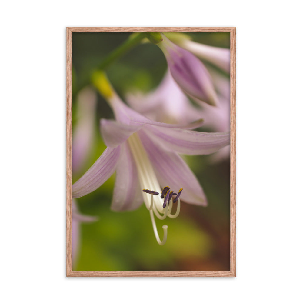 Close-up Hosta Bloom Floral Nature Photo Framed Wall Art Print