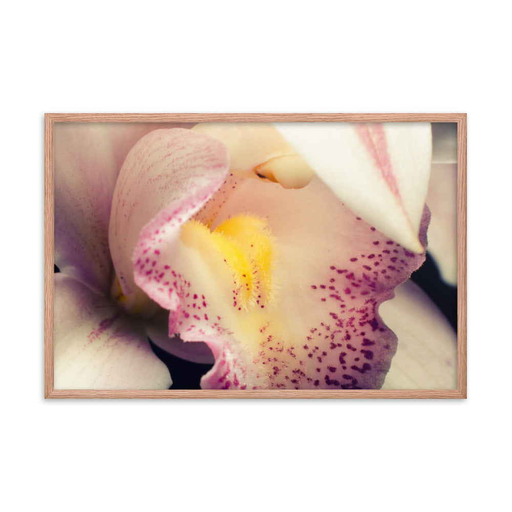 Close-up of Orchid Floral Nature Photo Framed Wall Art Print