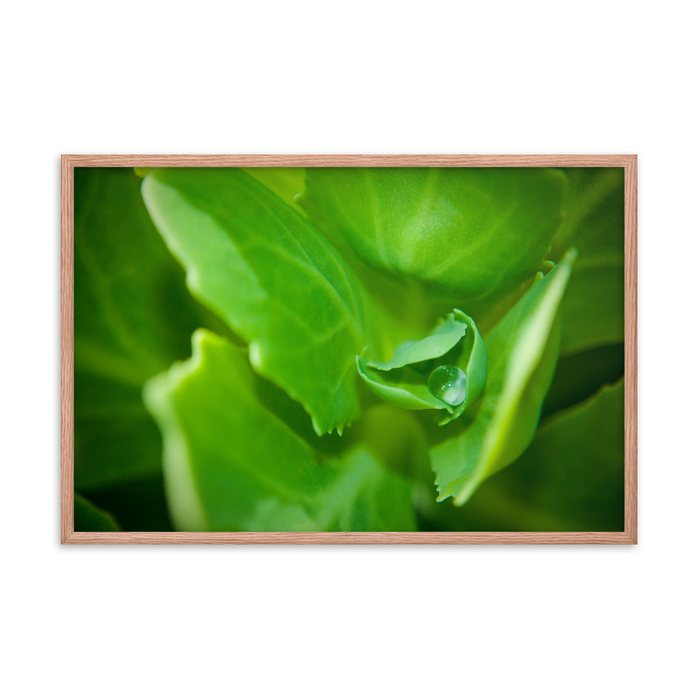 Cupped Droplet Botanical Nature Photo Framed Wall Art Print