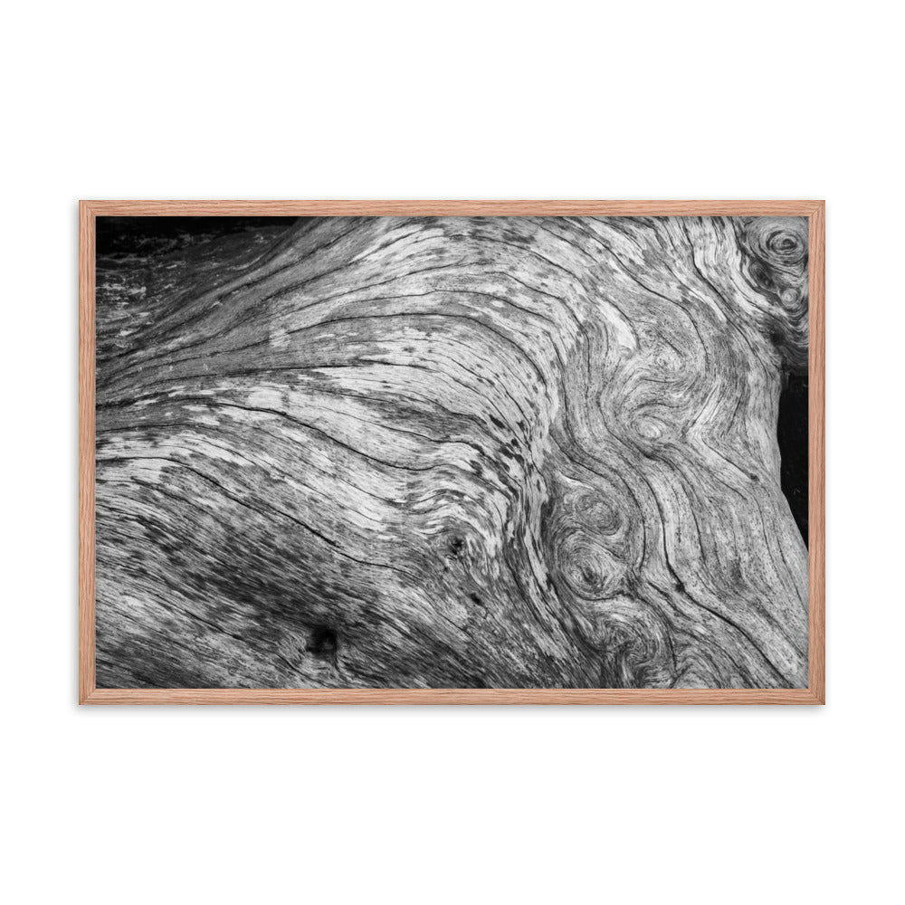 Dead Tree Boneyard Beach Florida Texture Close-up 2 Black and White Rustic Nature Photo Framed Wall Art Print