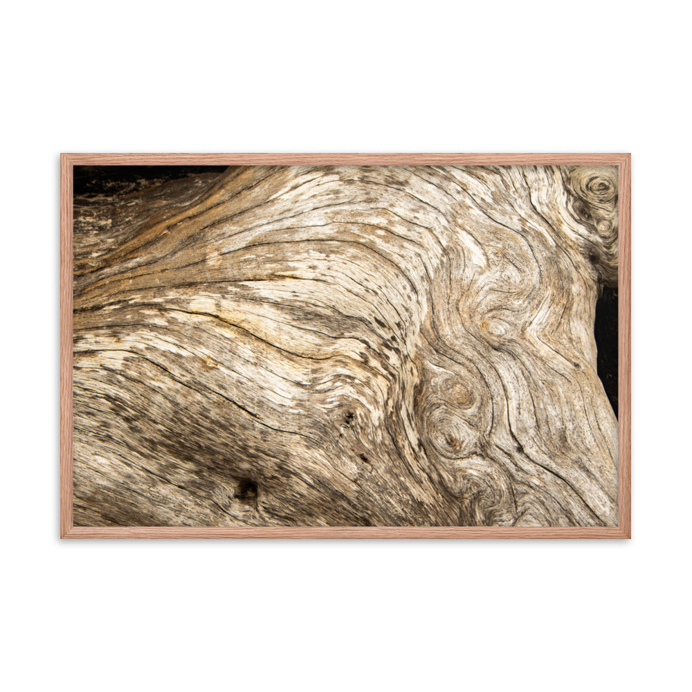 Dead Tree Boneyard Beach Florida Texture Close-up 3 Rustic Nature Photo Framed Wall Art Print