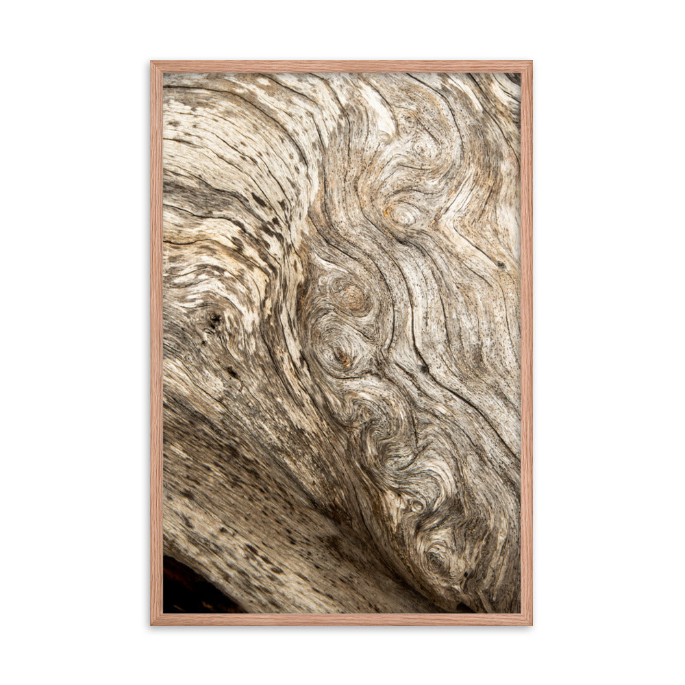 Dead Tree Boneyard Beach Florida Texture Close-up 4 Rustic Nature Photo Framed Wall Art Print