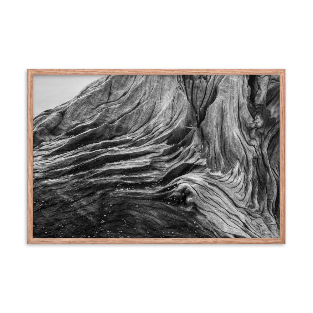 Dead Tree Boneyard Beach Florida Texture Close-up Black and White Rustic Nature Photo Framed Wall Art Print