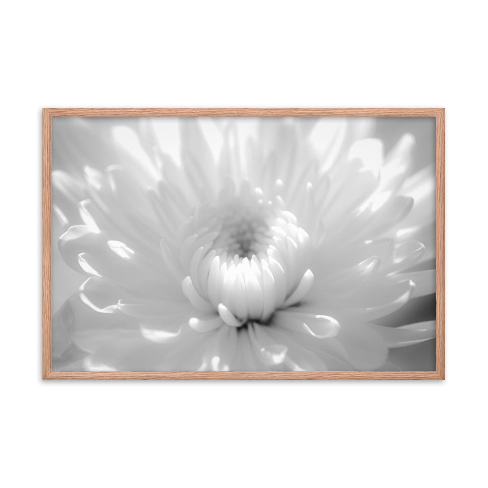 Infrared Flower 2 Black and White Floral Nature Photo Framed Wall Art Print