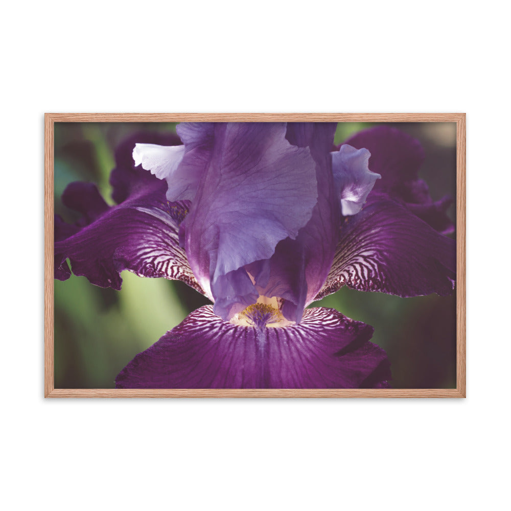 Glowing Iris Moody Midnight Floral Nature Photo Framed Wall Art Print