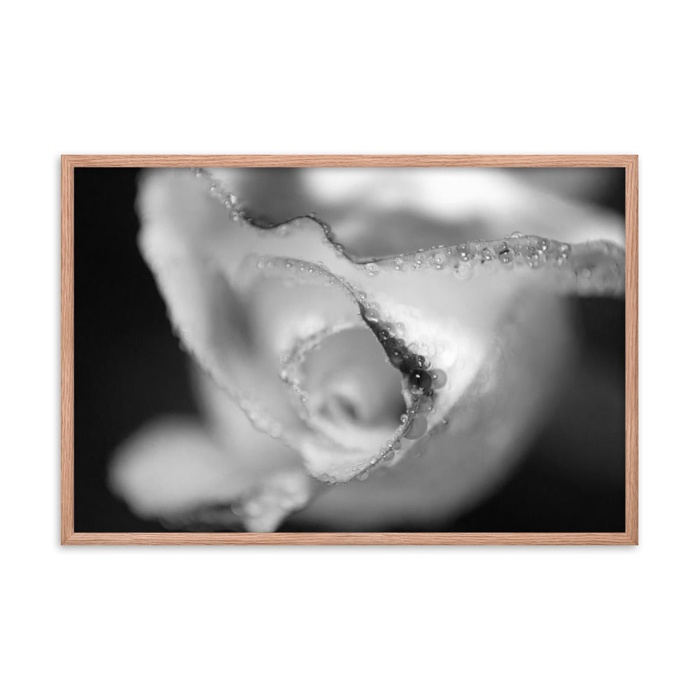 Infrared Rose Black and White Floral Nature Photo Framed Wall Art Print