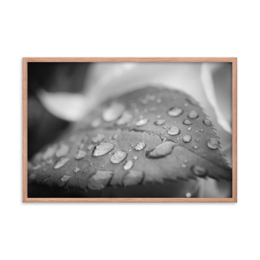 Dew on Leaf of Rose Plant Black and White Botanical Nature Photo Framed Wall Art Print