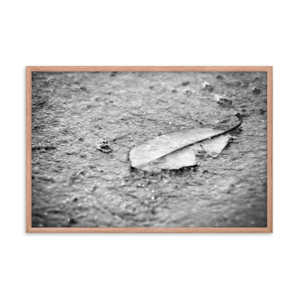 Fallen Leaf in The Rain Black and White Botanical Nature Photo Framed Wall Art Print