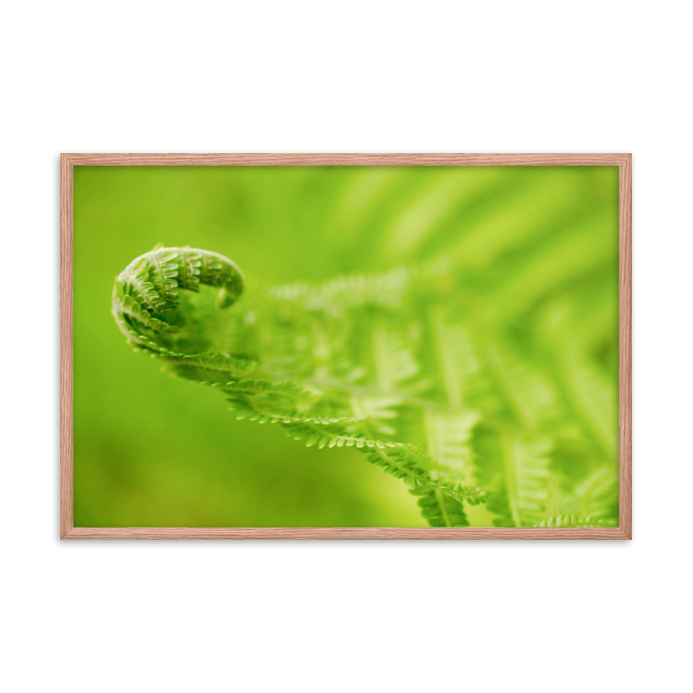Fern Curl Botanical Nature Photo Framed Wall Art Print