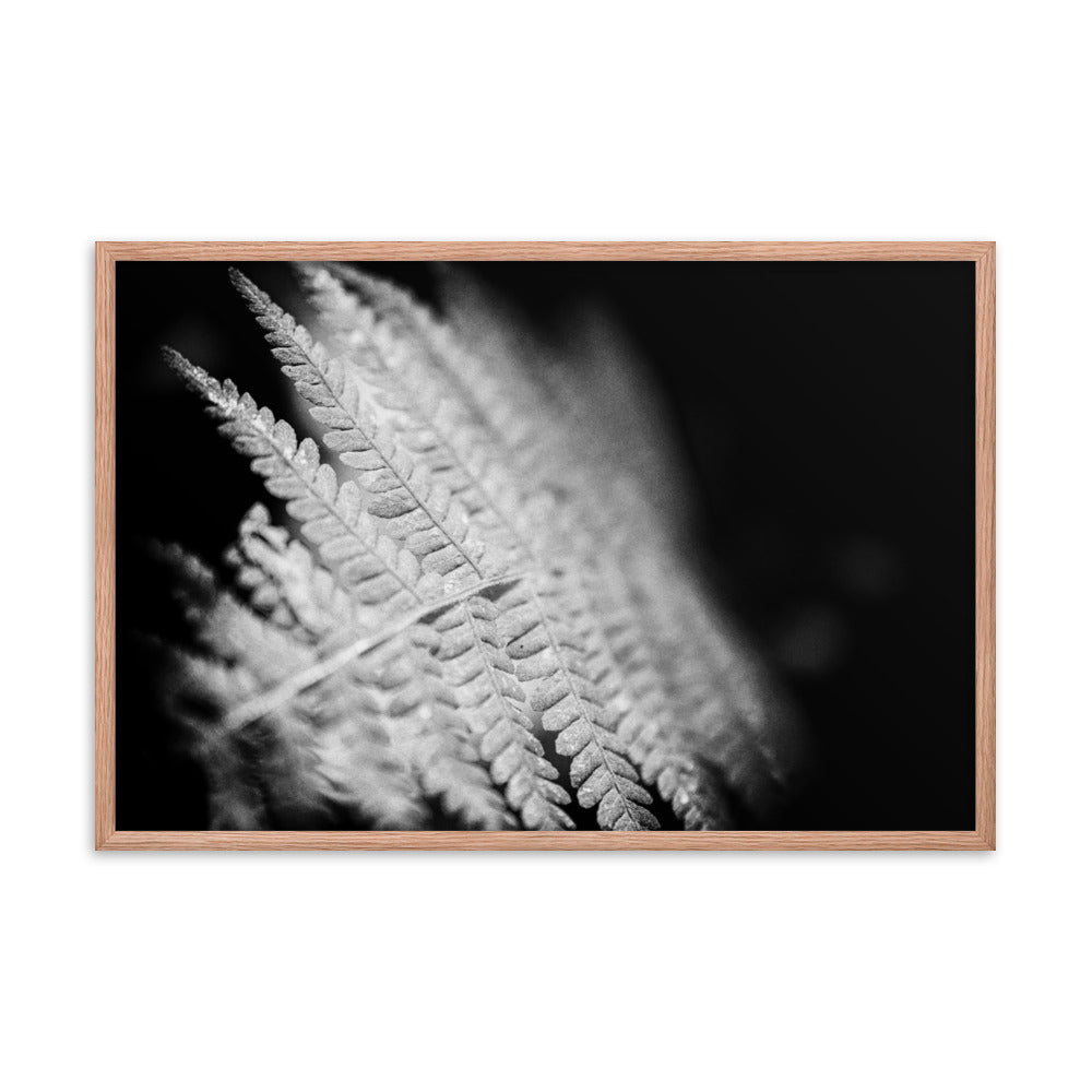 Fern Leaf in the Sunlight Black and White Botanical Nature Photo Framed Wall Art Print