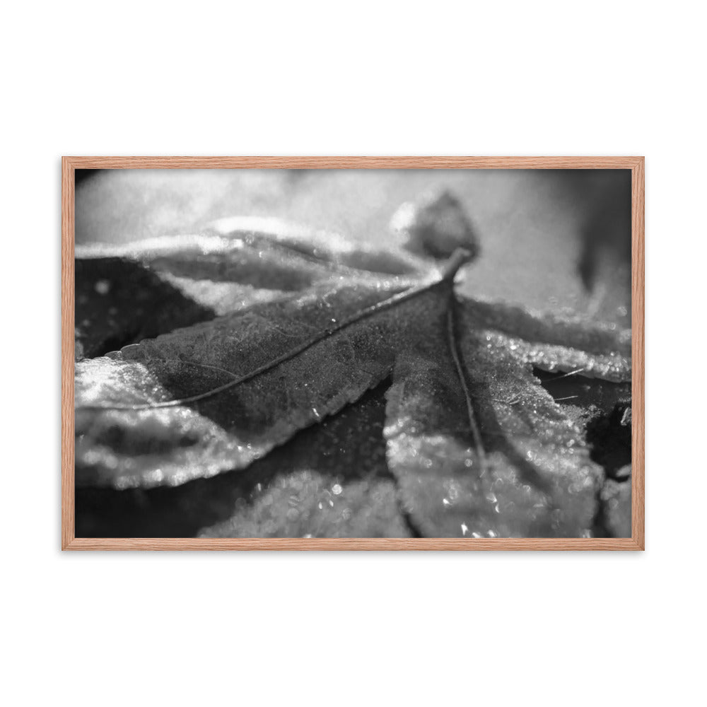 Frost Covered Leaf Black and White Botanical Nature Photo Framed Wall Art Print