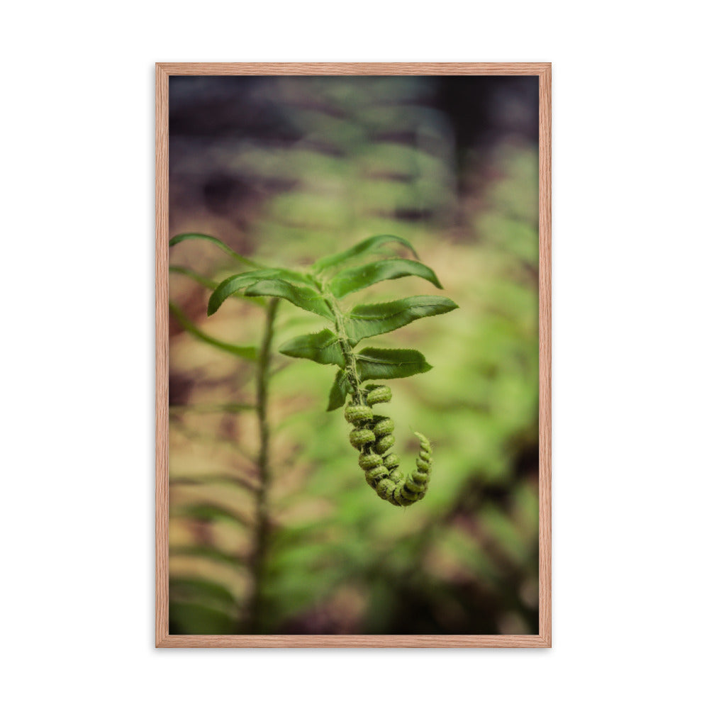 Growth of the Forest Floor Botanical Nature Photo Framed Wall Art Print