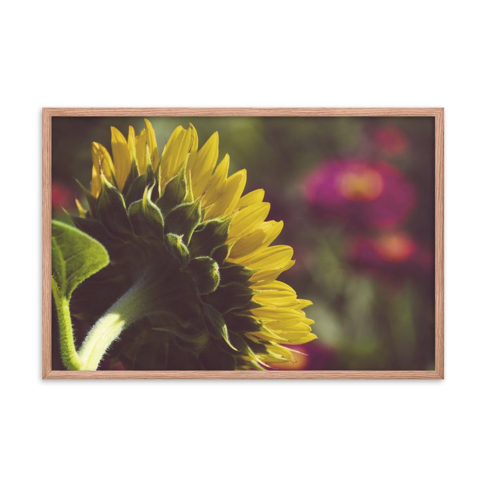 Dramatic Backside of Sunflower Grain Floral Photo Framed Wall Art Print