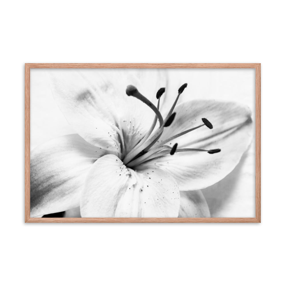 High Key Lily Black and White Floral Nature Photo Framed Wall Art Print