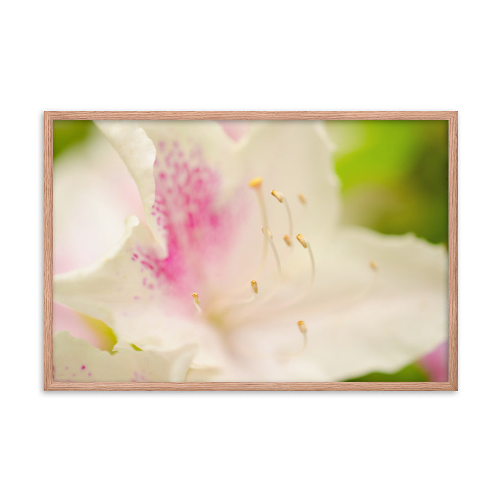 Japanese Azalea Floral Nature Photo Framed Wall Art Print