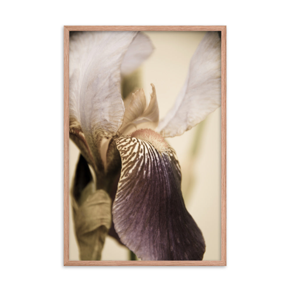 Japanese Iris Delight Aged Framed Photo Paper Wall Art Prints