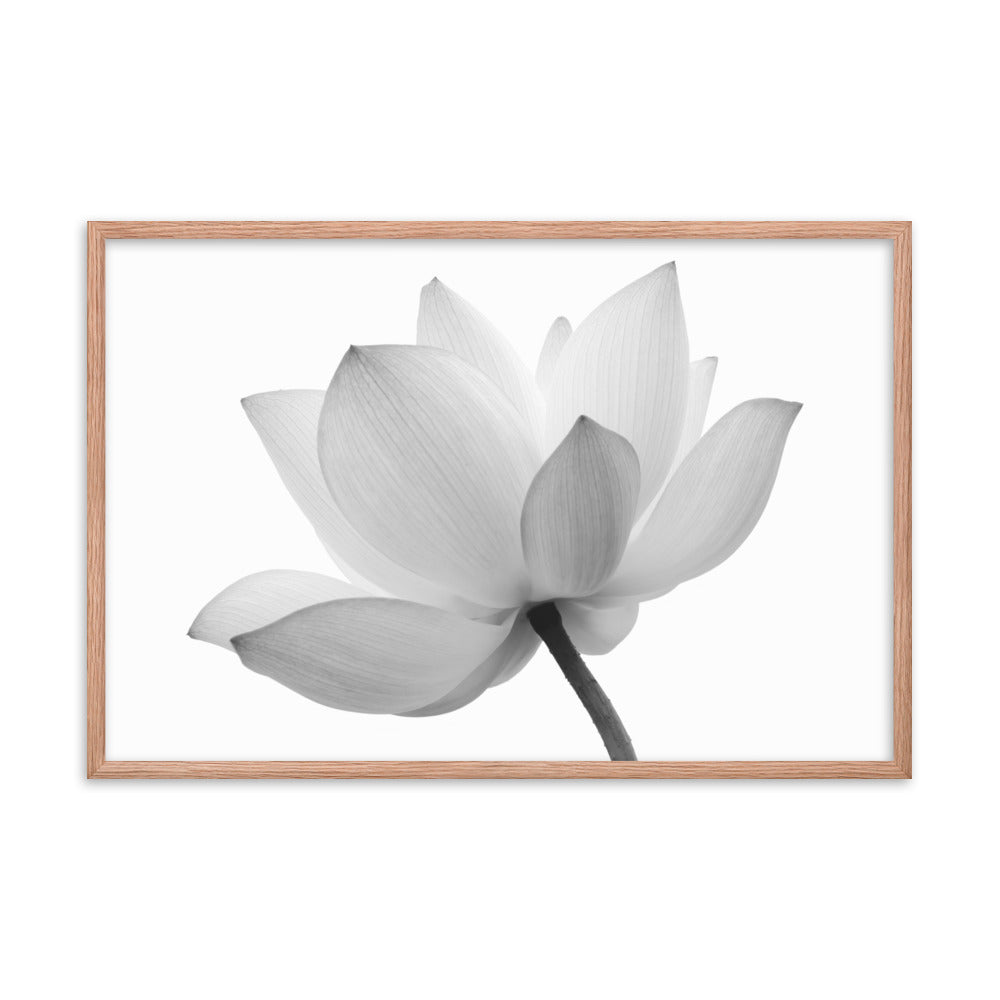 Lotus Flower Black and White Floral Nature Photo Framed Photo Paper Poster