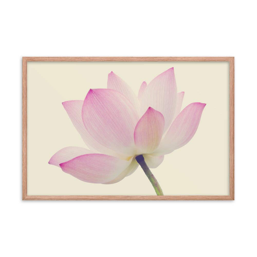Lotus Flower Creamy Haze Effect Floral Nature Photo Framed Photo Paper Poster
