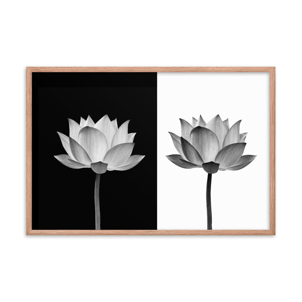 Lotus Flower on Black and White Background Floral Nature Framed Photo Paper Poster