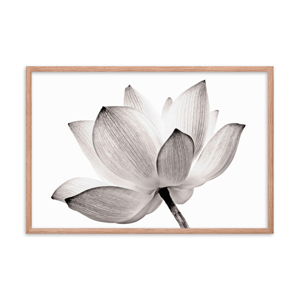 Lotus Flower Tinted Effect Floral Nature Framed Photo Paper Poster