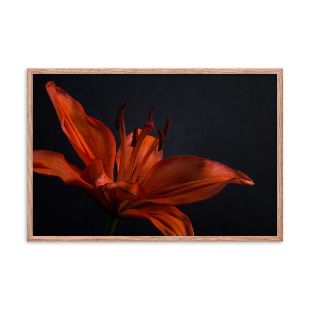 Orange Lily with Back light Floral Nature Photo Framed Wall Art Print