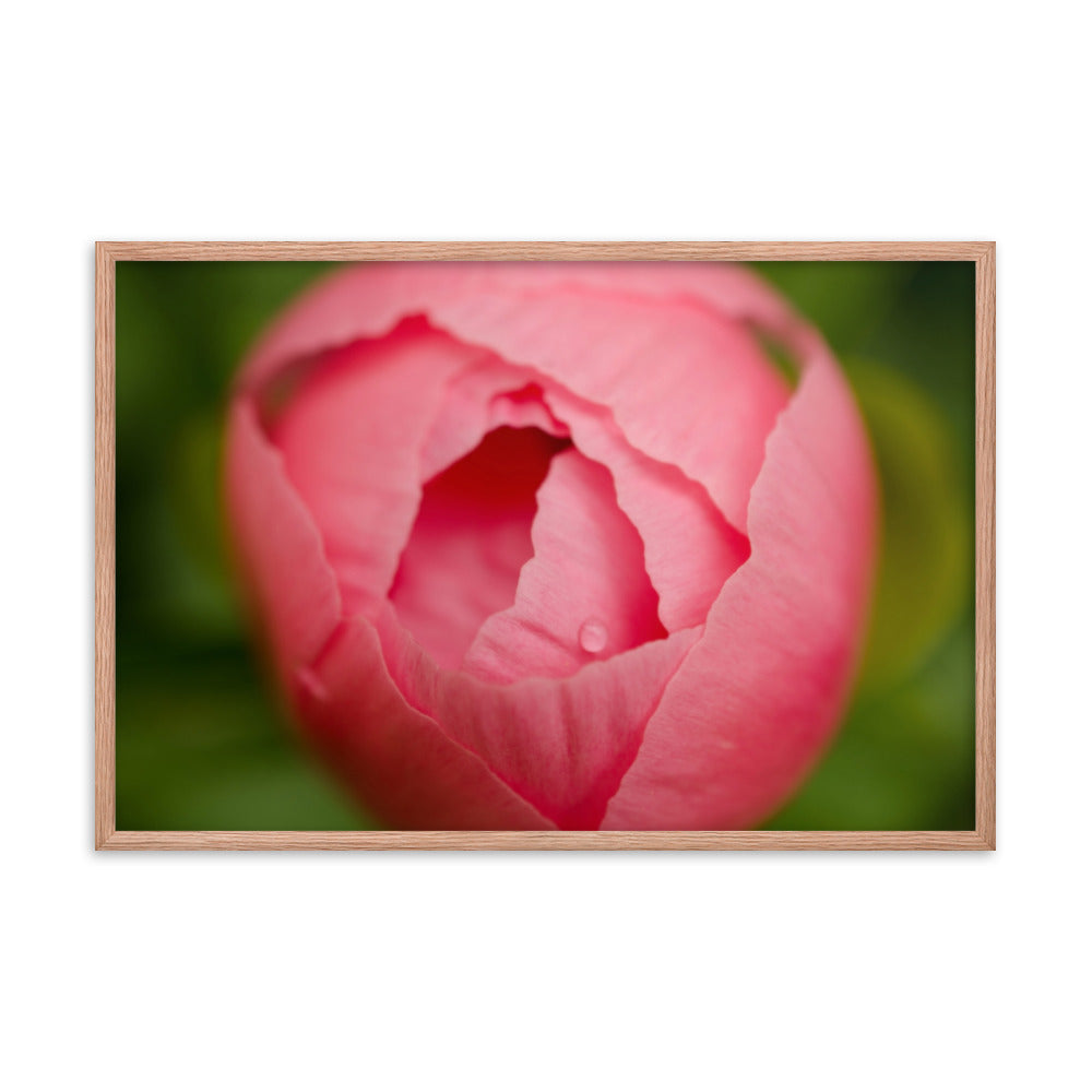 Peony Bud Floral Nature Photo Framed Wall Art Print