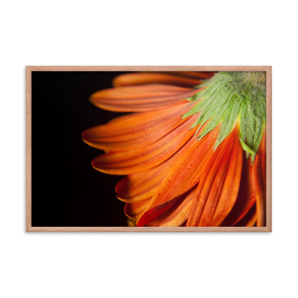 Petite Petals Floral Nature Photo Framed Wall Art Print