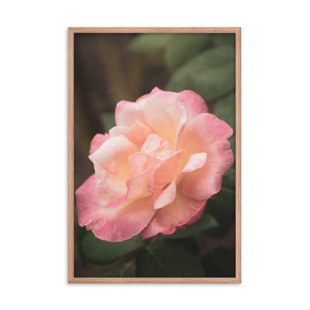 Pink and White Softened Rose Floral Nature Photo Framed Wall Art Print