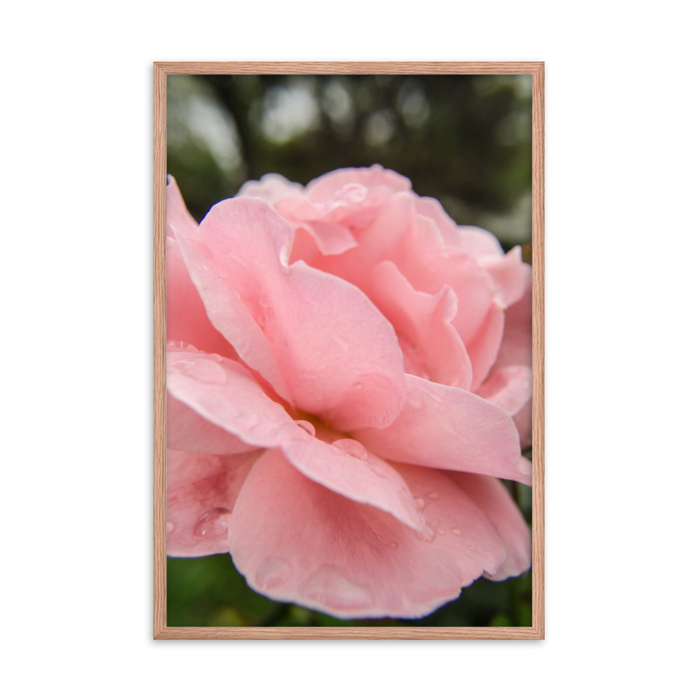 Pink Passion Floral Nature Photo Framed Wall Art Print
