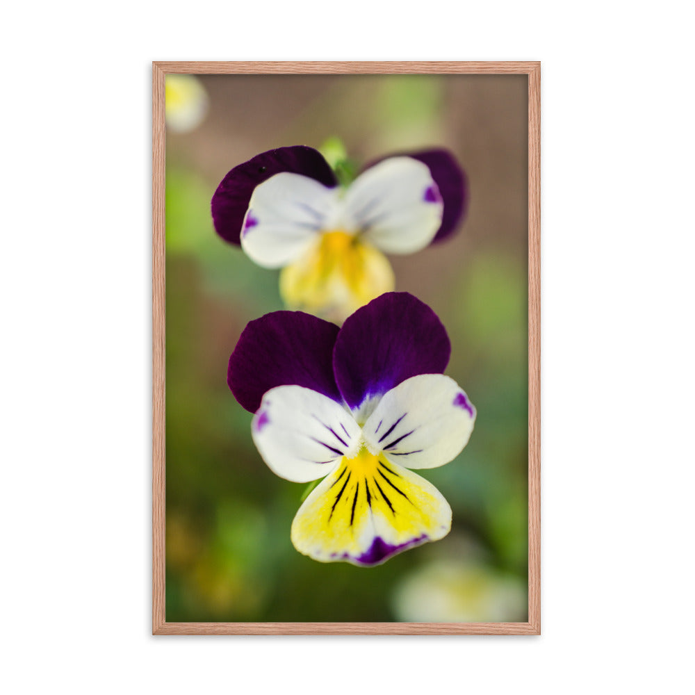 Pretty Little Violets Floral Nature Photo Framed Wall Art Print