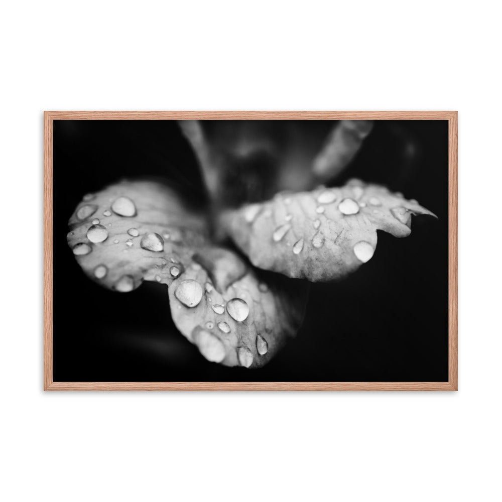 Raindrops on Wild Rose Black and White Floral Nature Photo Framed Wall Art Print