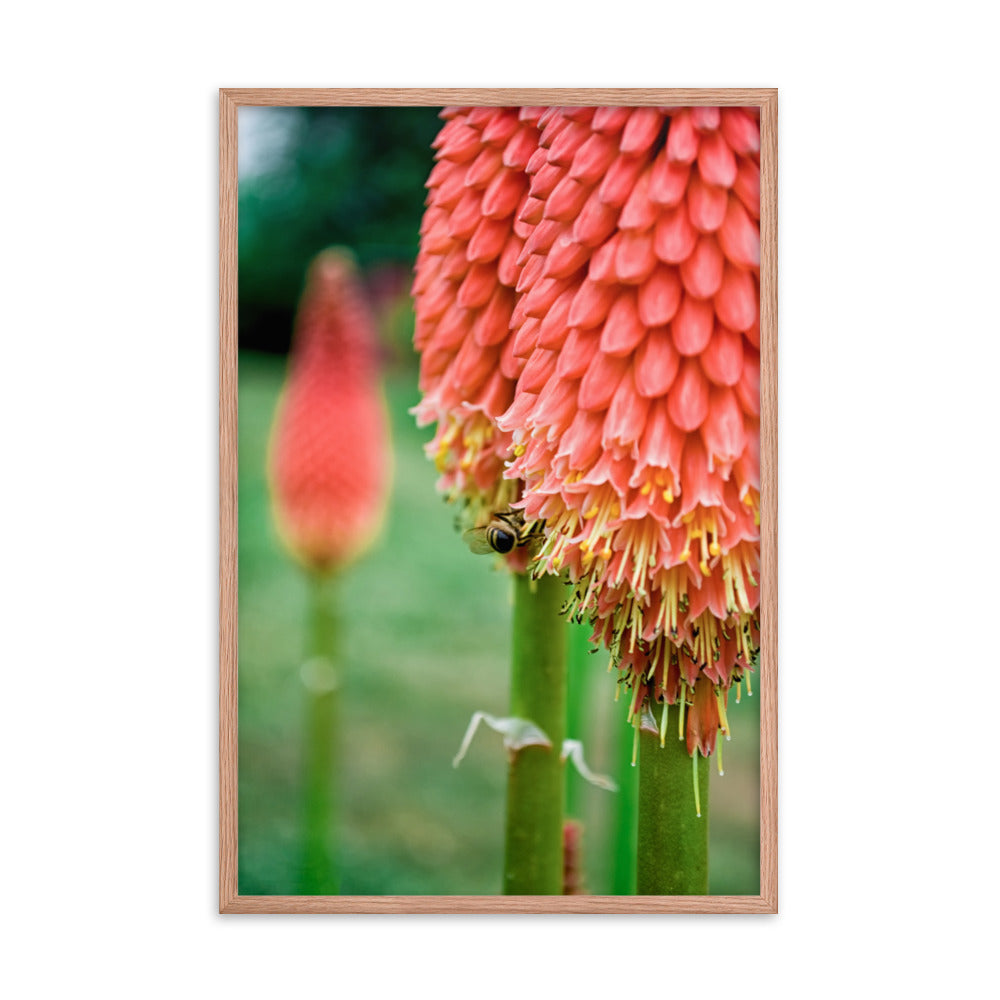 Red Hot Pokers Floral Nature Photo Framed Wall Art Print