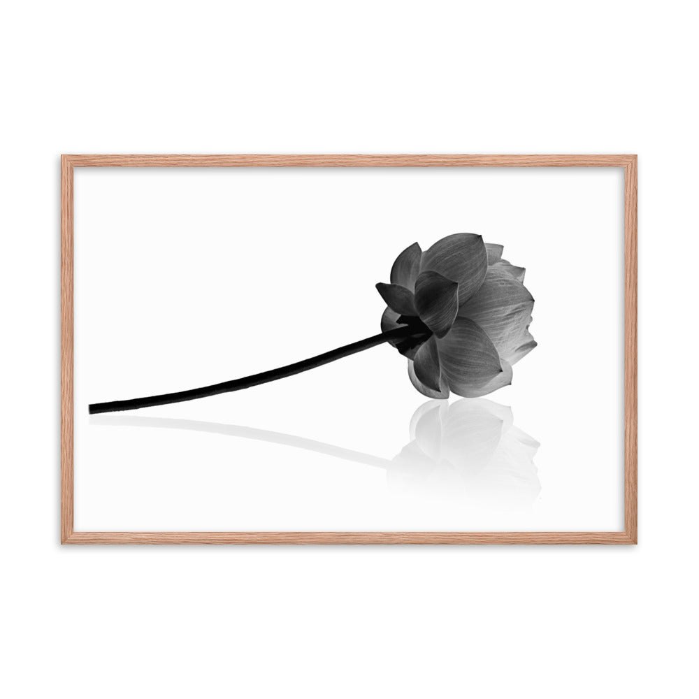 Resting Lotus Flower Black and White Effect Framed Photo Paper Poster