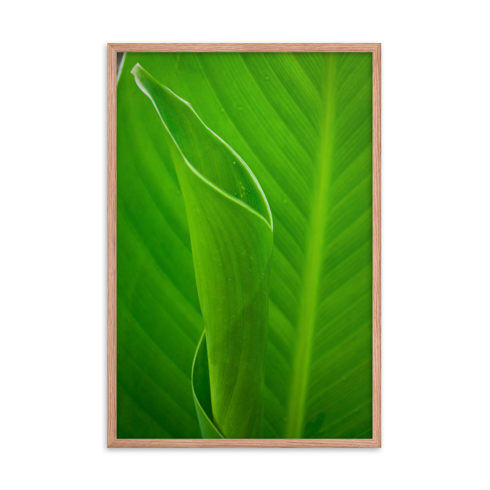 Leaves of Canna Lily Botanical Nature Photo Framed Wall Art Print