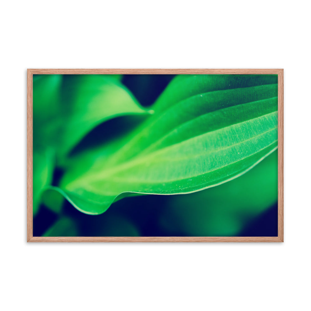 Mellow Hosta Leaves Botanical Nature Photo Framed Wall Art Print