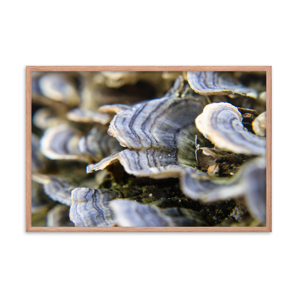 Mushrooms on Log Botanical Nature Photo Framed Wall Art Print