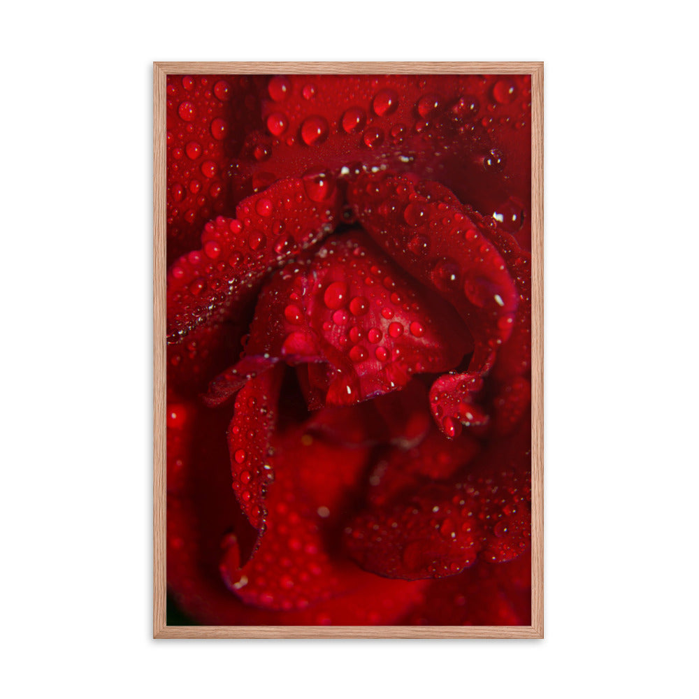 Royal Red Rose Floral Nature Photo Framed Wall Art Print