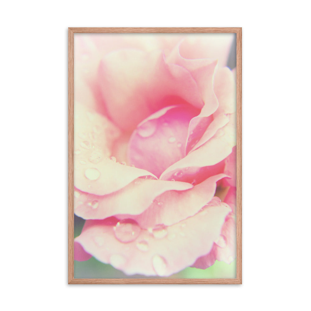 Softened Rose Floral Nature Photo Framed Wall Art Print