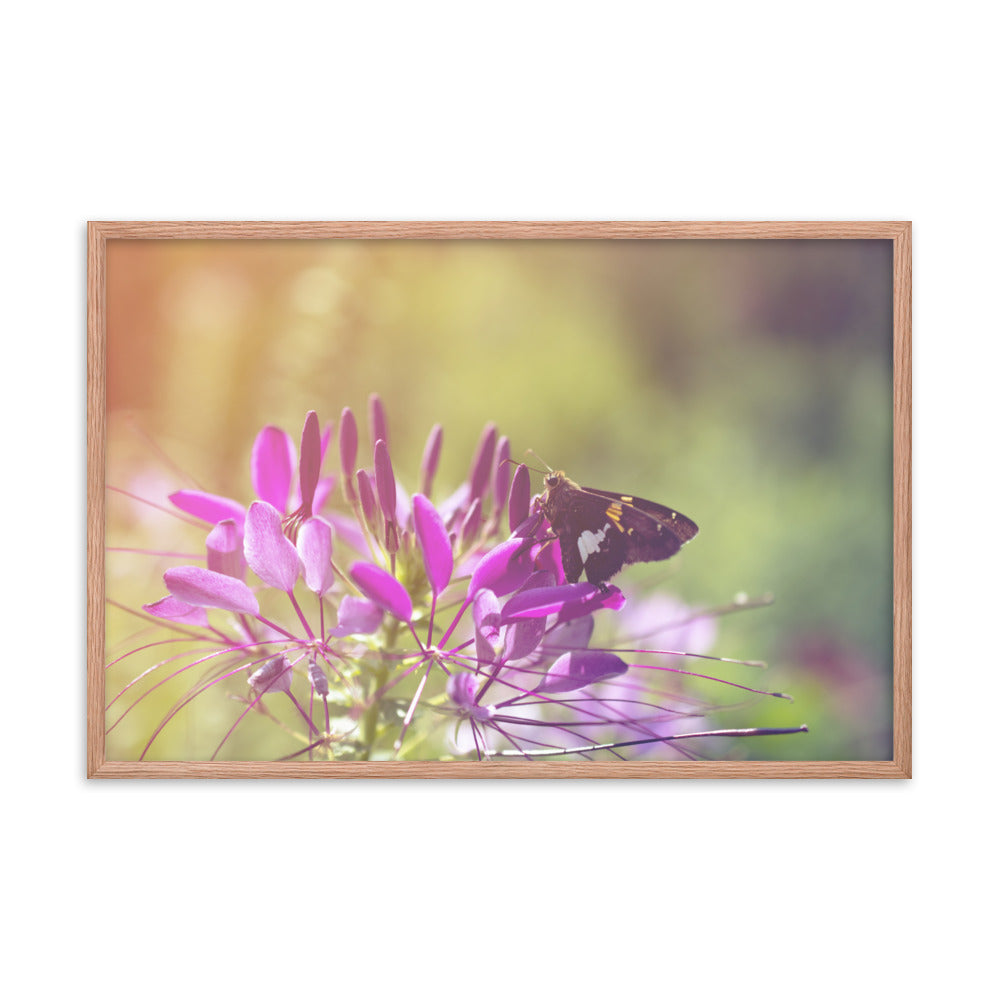 Spider Flower in Glory Light with Spotted Moth Floral Nature Photo Framed Wall Art Print