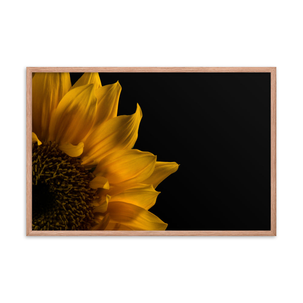 Sunflower in Corner Floral Nature Photo Framed Wall Art Print