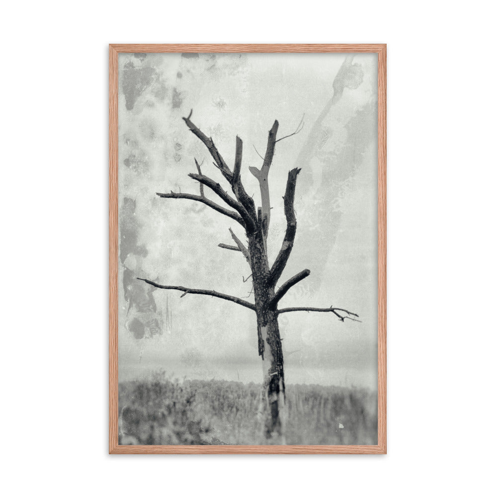 Rotting Away Alone Black and White Botanical Nature Photo Framed Wall Art Print