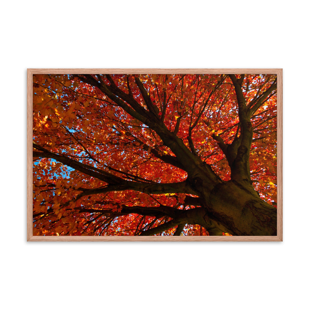 Shimmering Orange Botanical Nature Photo Framed Wall Art Print
