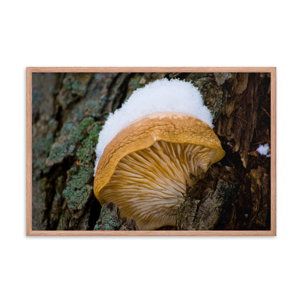 Snow Fungus Botanical Nature Photo Framed Wall Art Print