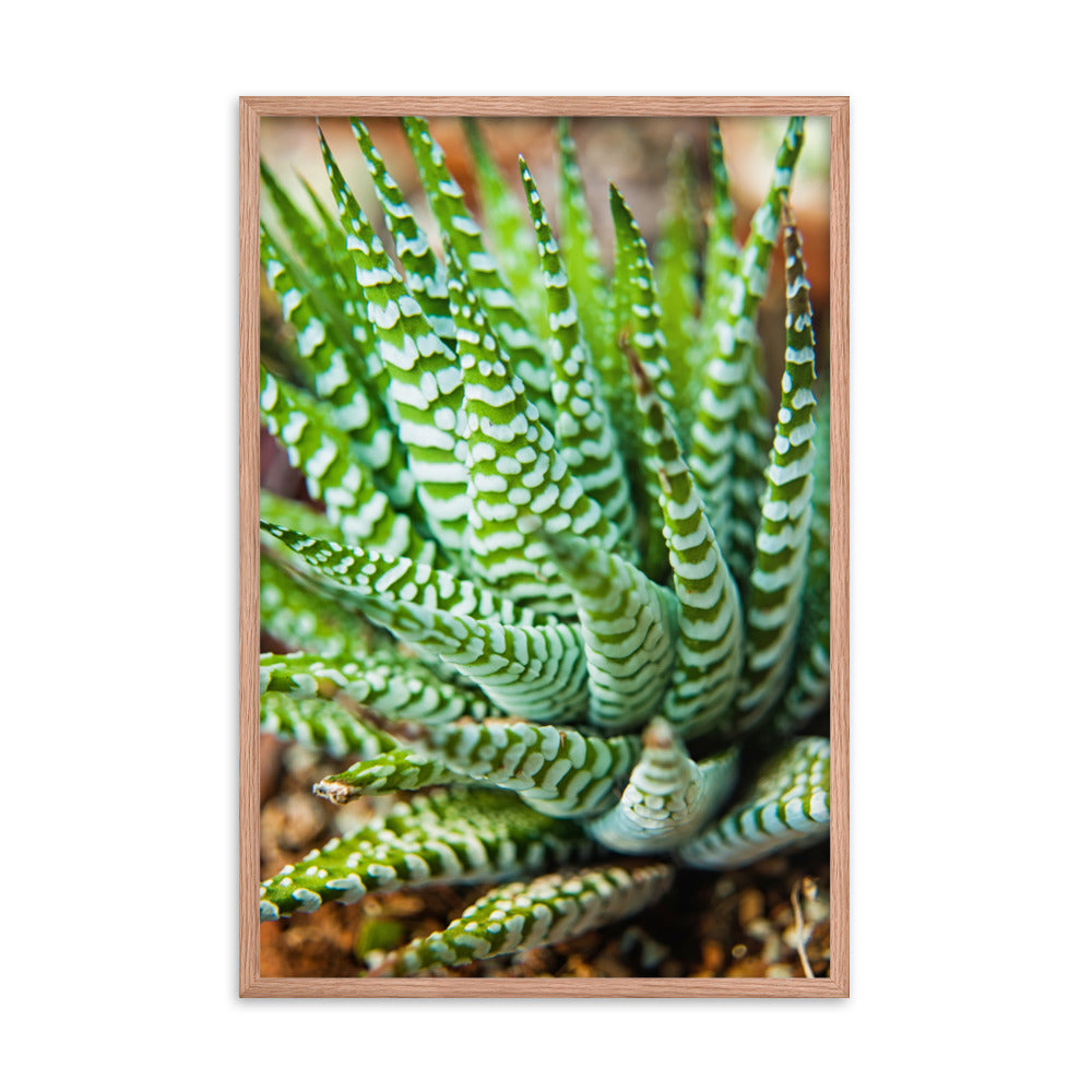 Succulent 2 Botanical Nature Photo Framed Wall Art Print