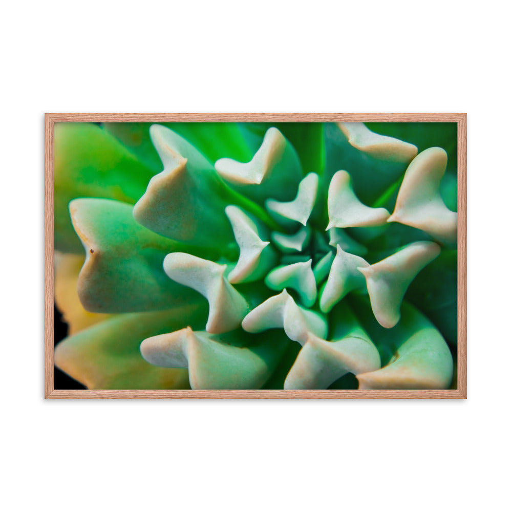 Succulent Botanical Nature Photo Framed Wall Art Print