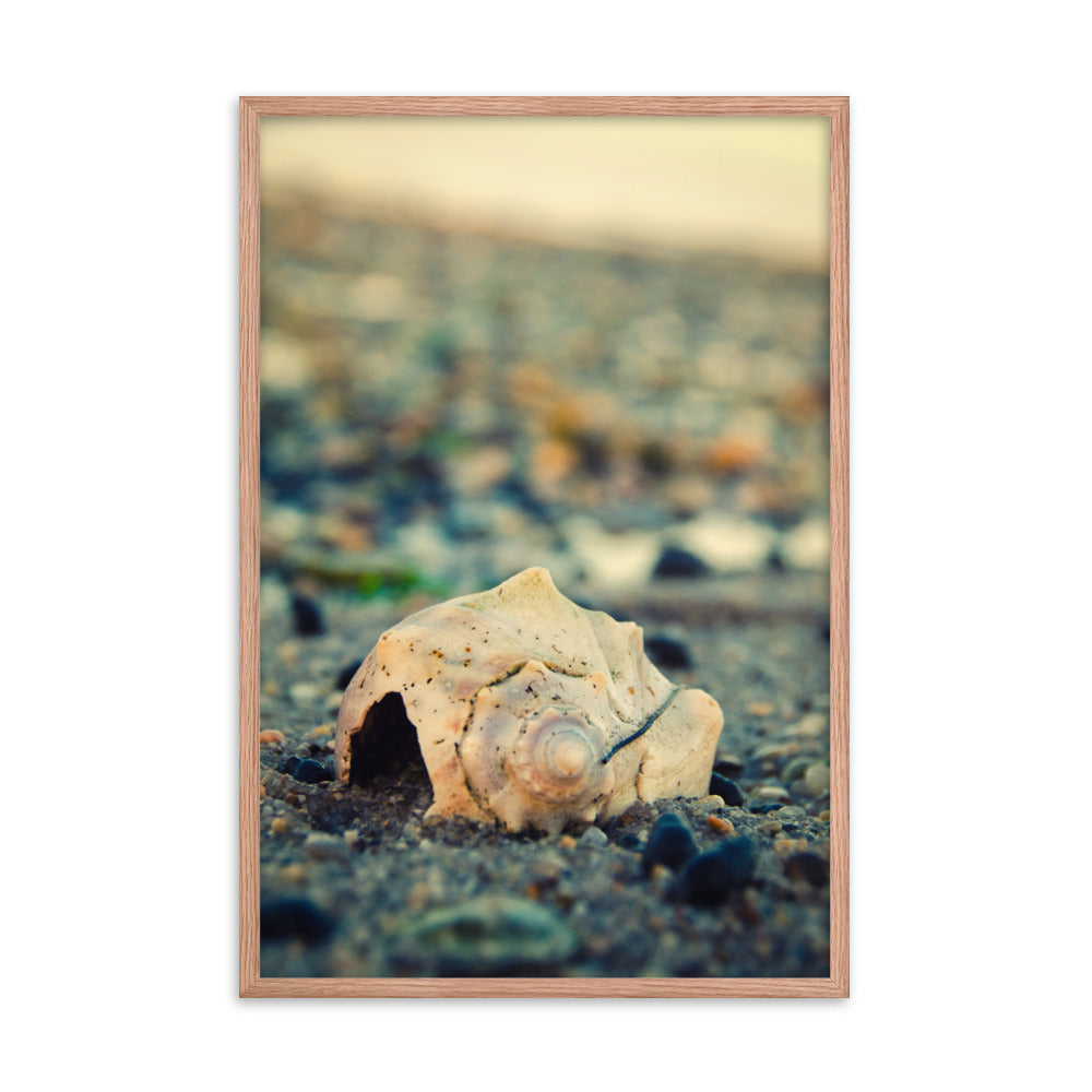 Shell at Bowers 2 Coastal Nature Photo Framed Wall Art Print